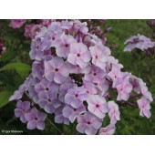 Флокс Скромница 